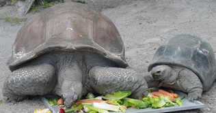 Latvia: huge tortoises attract tourists